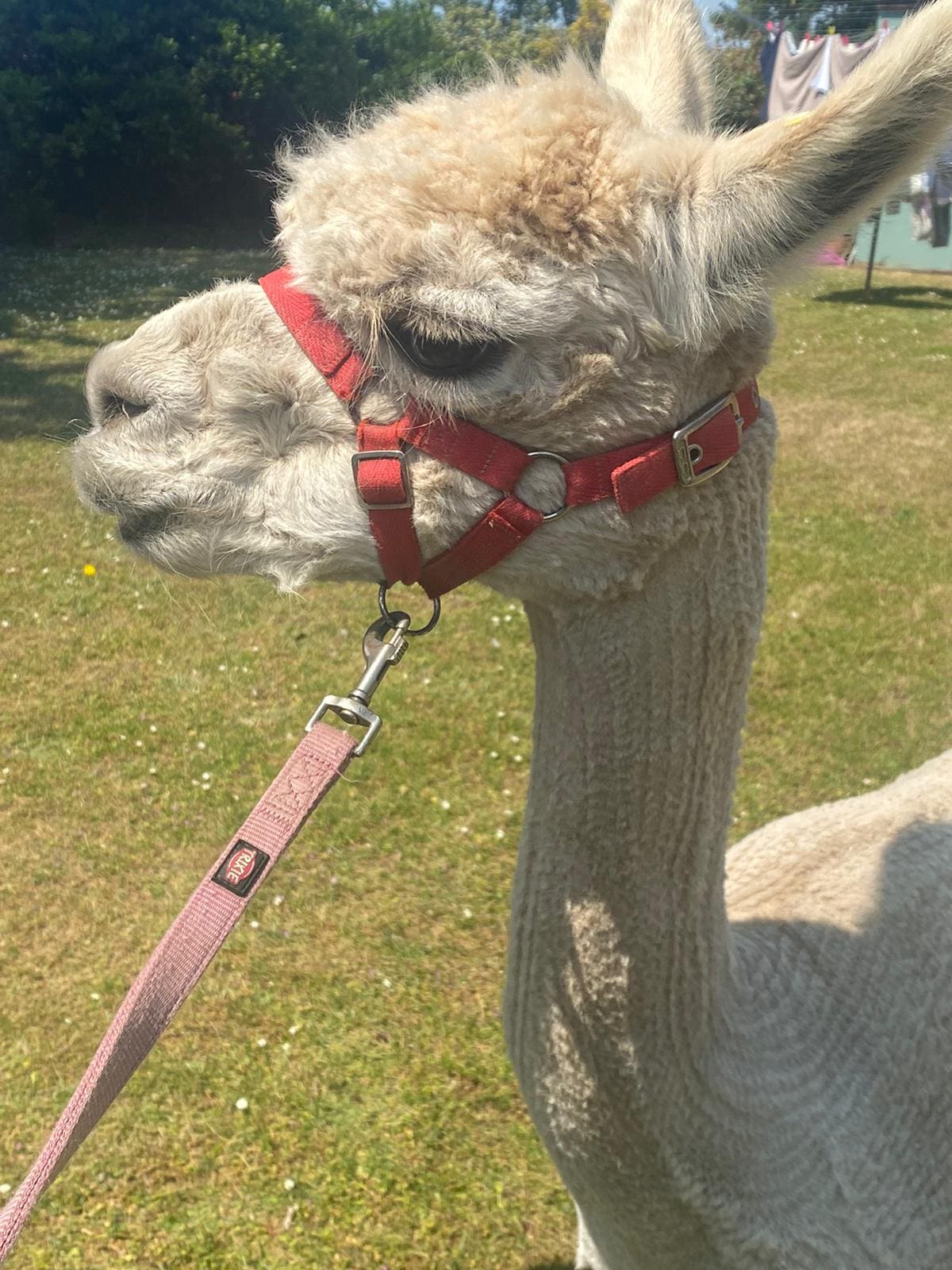 Quality Care Services | A side image of the alpaca