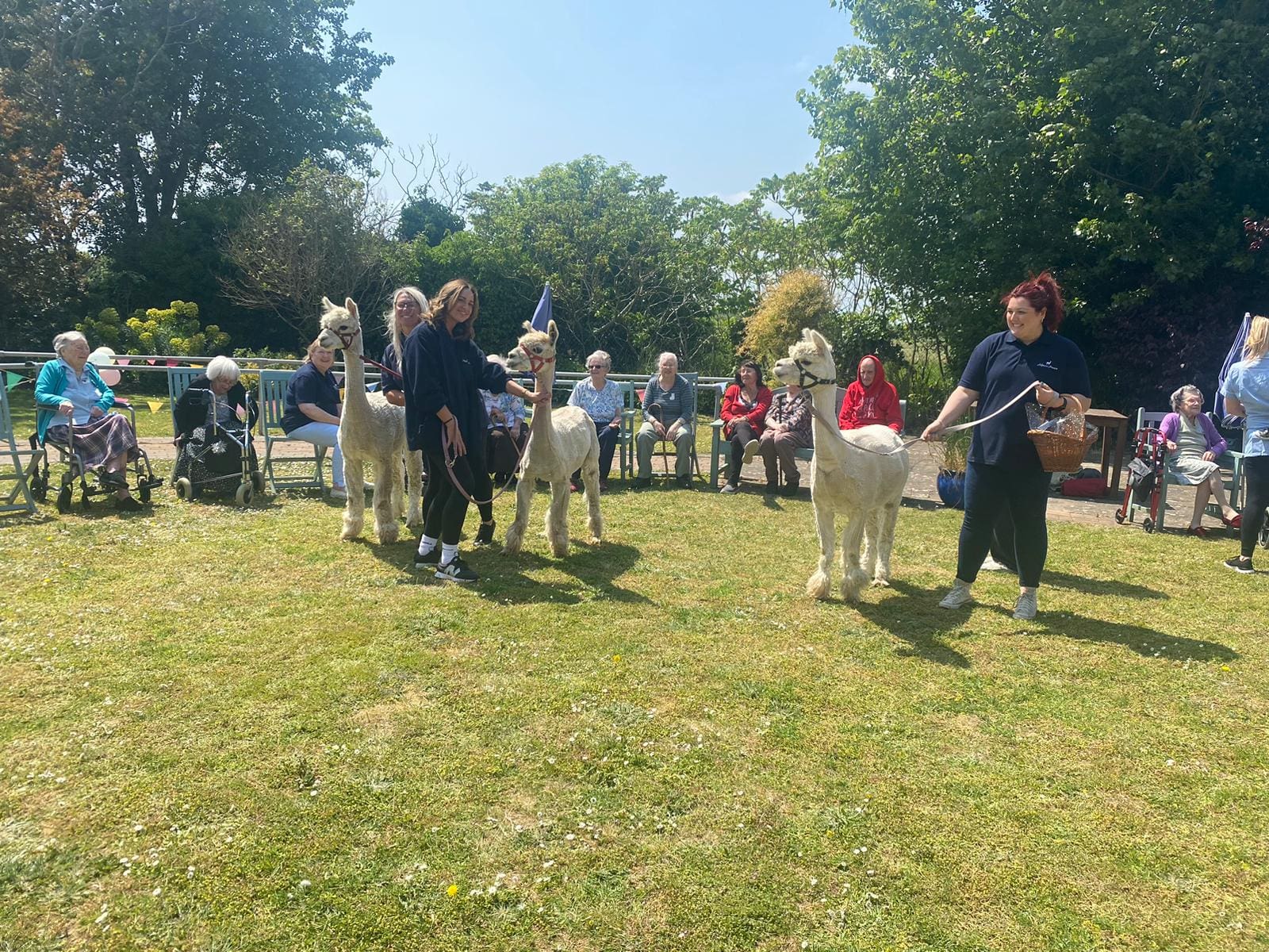 The alpacas in our garden