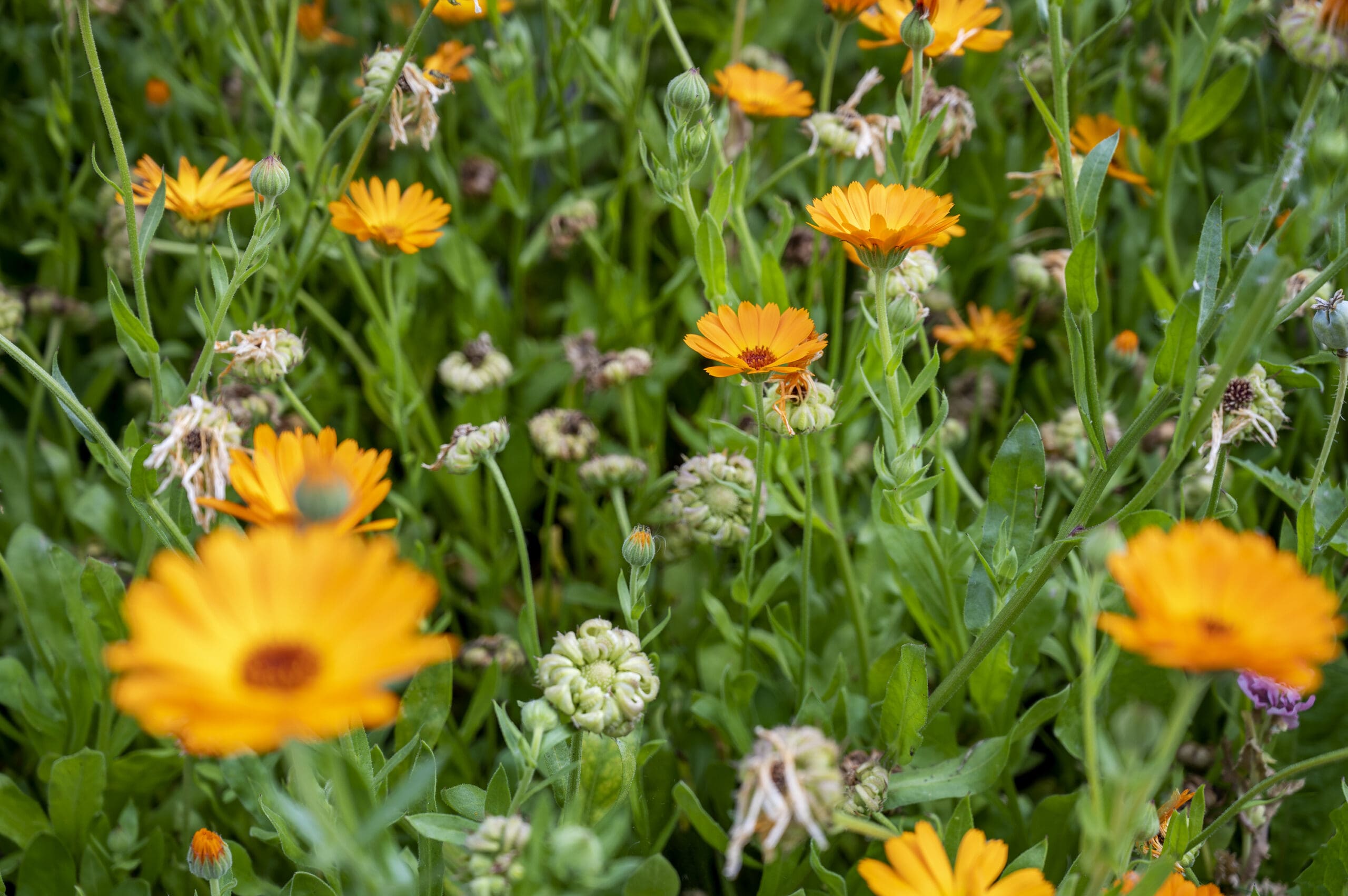 Flowers in our Gabriel Court garden