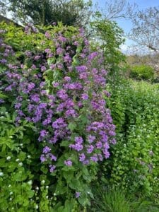 Mountside Care Home Cultivates New Wildflower Garden