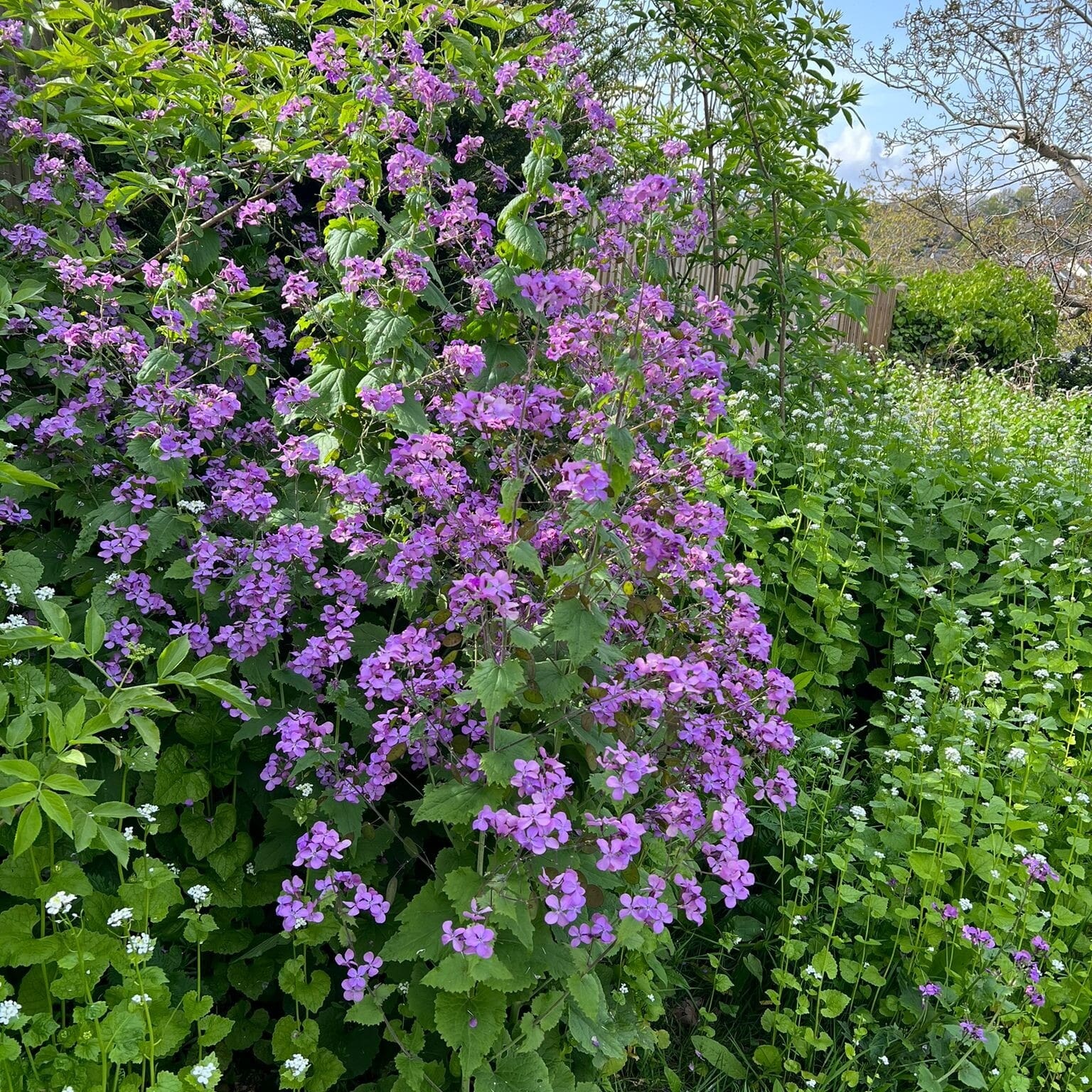 Mountside Care Home Cultivates New Wildflower Garden