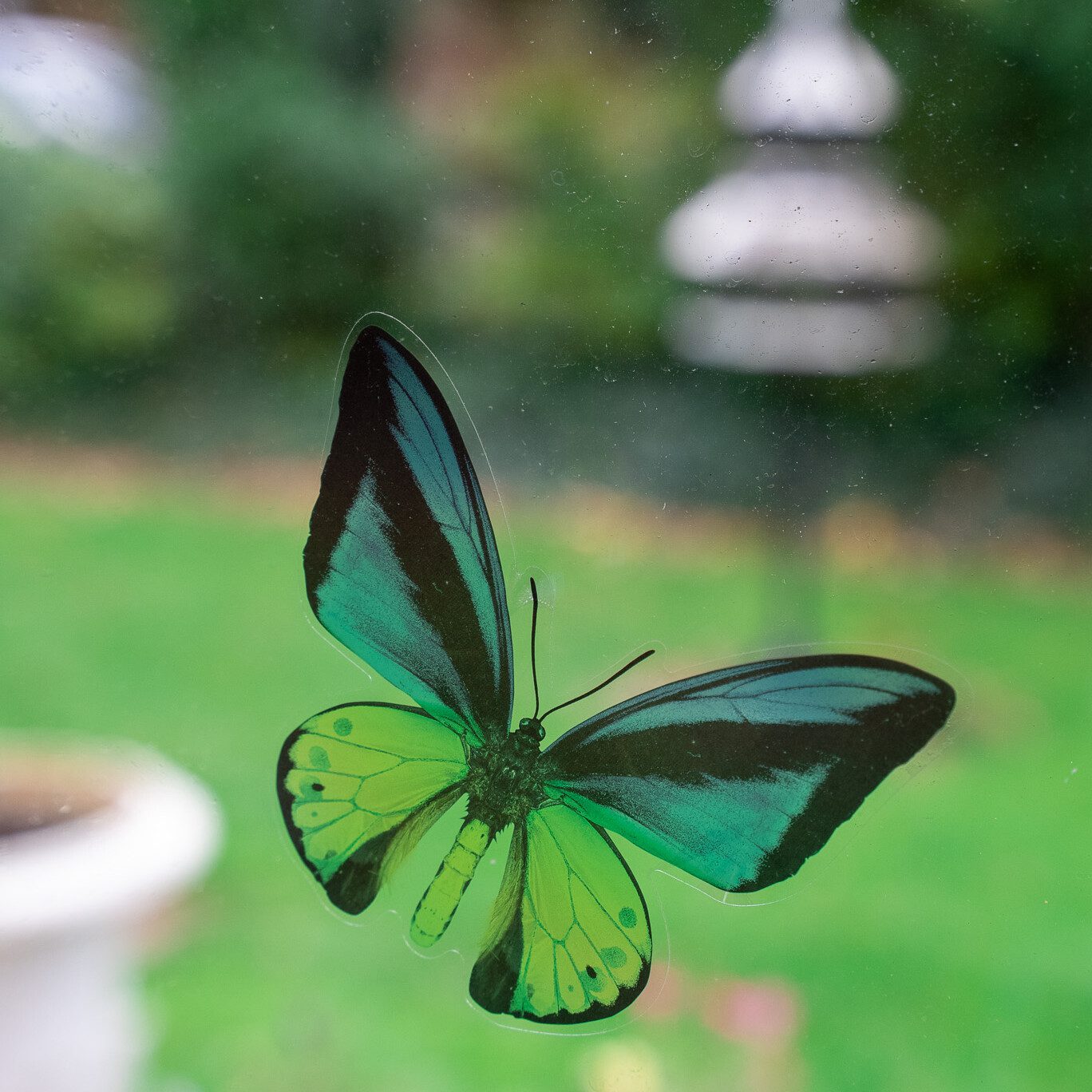 ACI | an image showing a butterly caught mid flight in our gardens