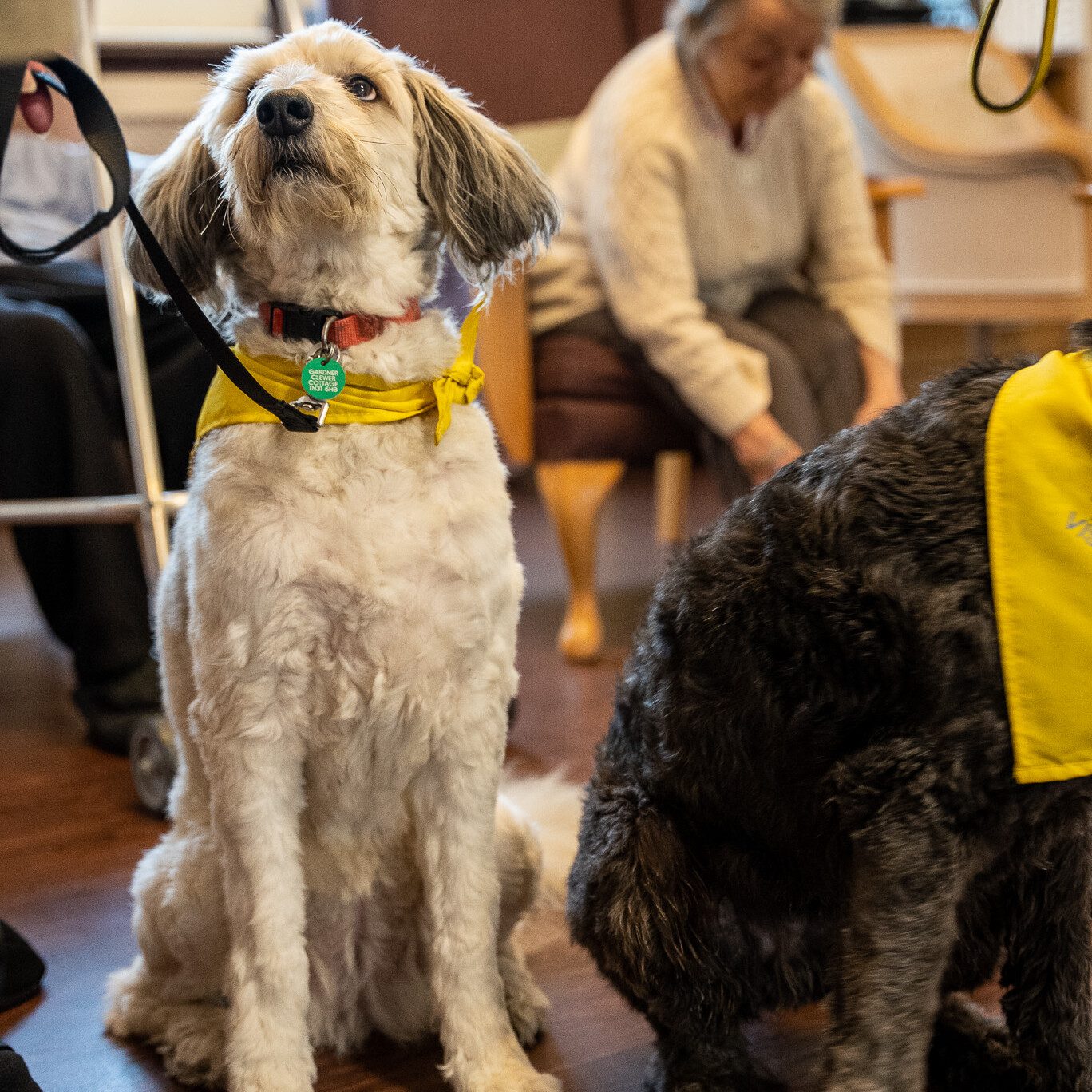 ACI | an image of one of the dogs that visited Mountside care home