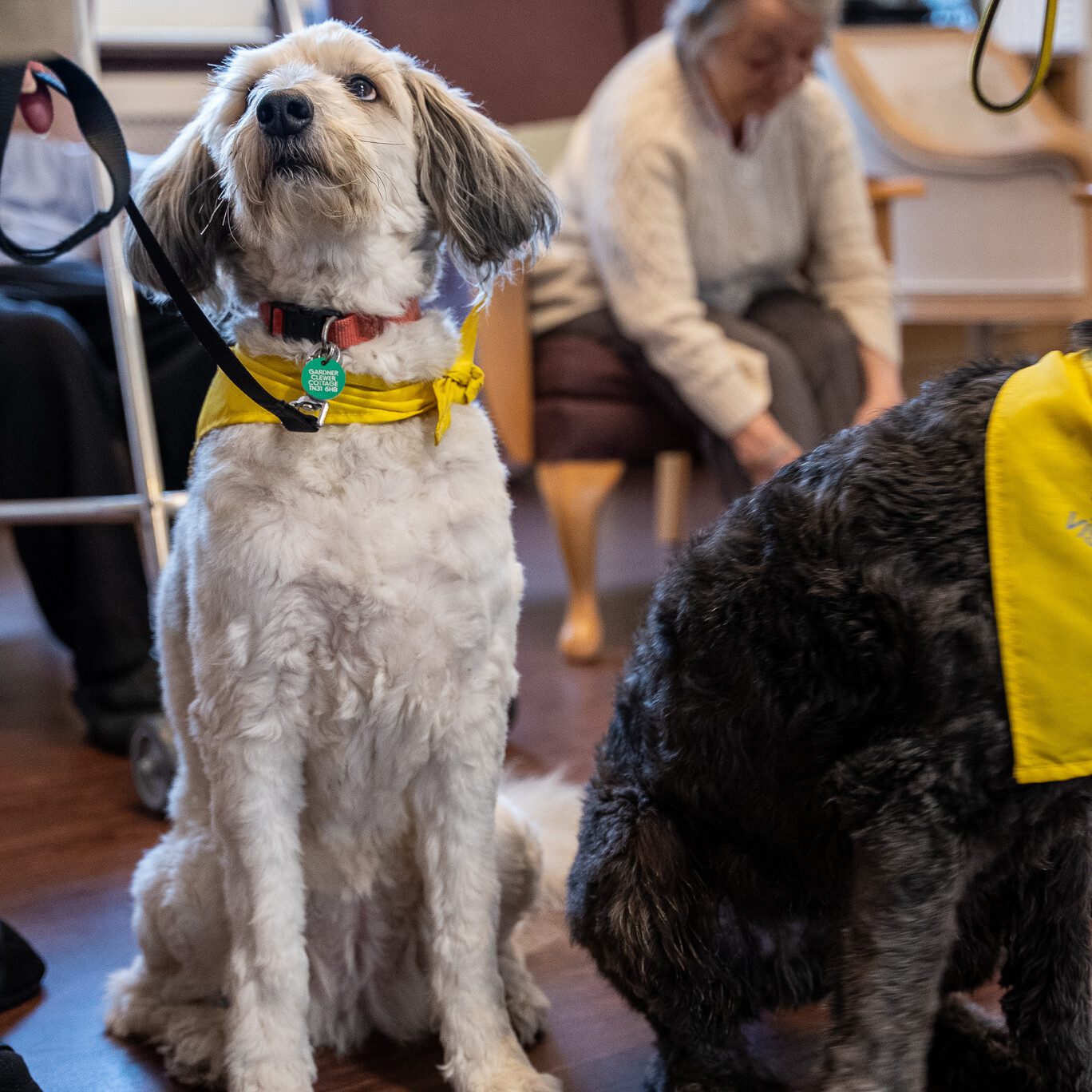 ACI | showing a small dog that visited Mountside Care Home to spend time with out residents