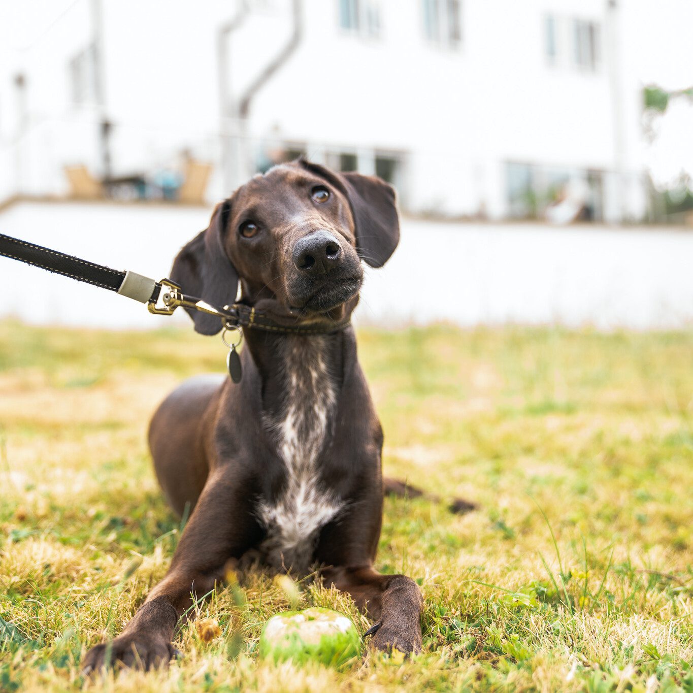 ACI | showing a brown dog outside in our gardens